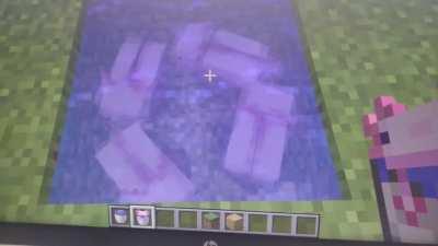 Cute axotiles are chasing in the water