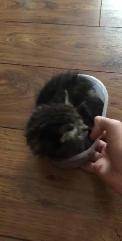 I just captured a felon. Now what?