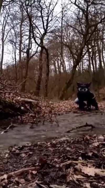 So, you think you're a animal