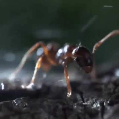 🔥 This is a bombardier beetle which has developed a deadly defense mechanism: a strong (22mph) blast of boiling acid (100C) from the rear