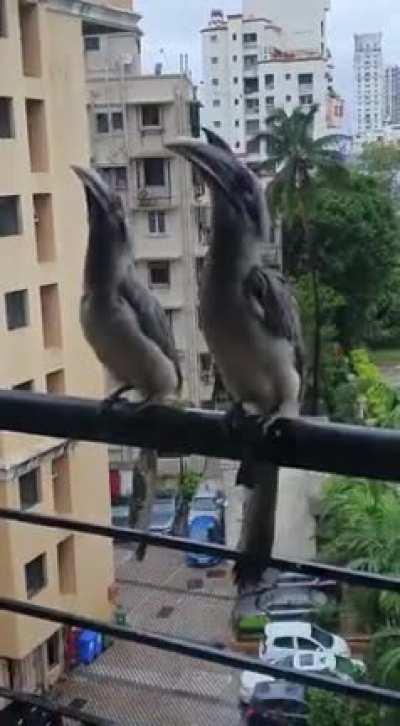 Grey hornbills in our balcony. Never seen a hornbill from upclose. Amazing to see how their movements are very similar to those little velociraptors in Jurasic park .