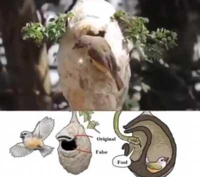 The Anthoscopus minutus builds a false entry and a blind chamber in its' nest to avoid predation.