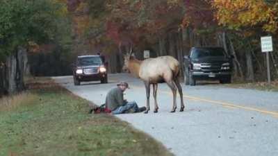🔥 Young Elk challenging a photographer to a duel 🔥