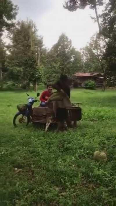 To all the durian lovers, this is how they catch durian (quite dangerous ngl)