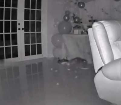 Surprise birthday party ruined by cat