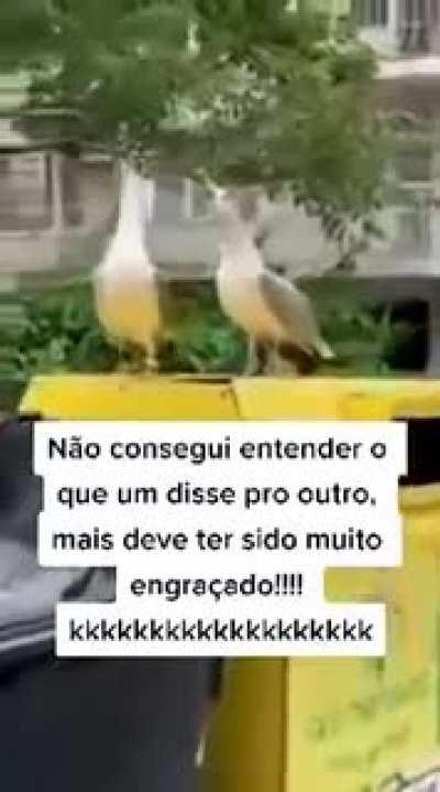 Conhecem a piada do passarinho?