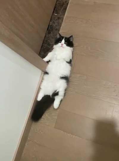 I think they won't see me here... meoww