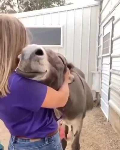 A very happy donkey