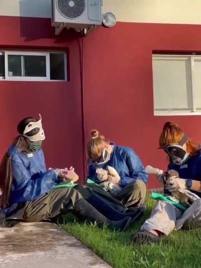 Rescataron cachorritos de Aguará Popé de un accidente de tránsito en Paso de los Libres y así es como los alimentan para mantenerlos salvajes antes de su liberación