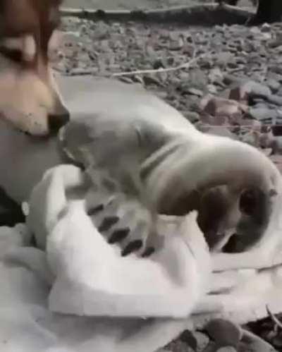 Just two pups being bros