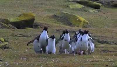 Penguins chasing a butterfly
