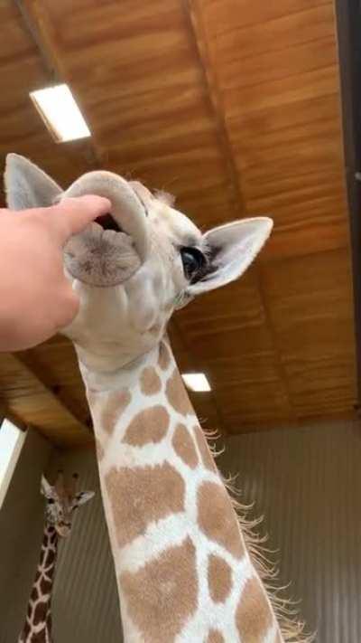 New model glitching after update. Required manual reset.