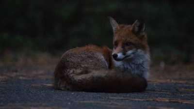 His tail is the softest pillow [OC]