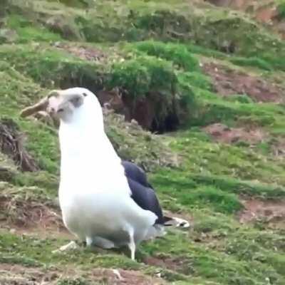 Rabbit was a Russian ground unit. American drone is taking it back to cia headquarters for analysis