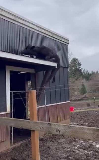 How did it get there?