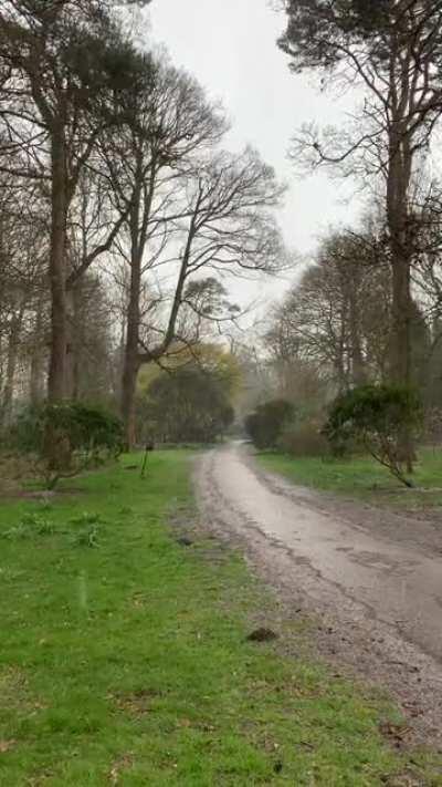 Raining / Hailing in a British park this morning