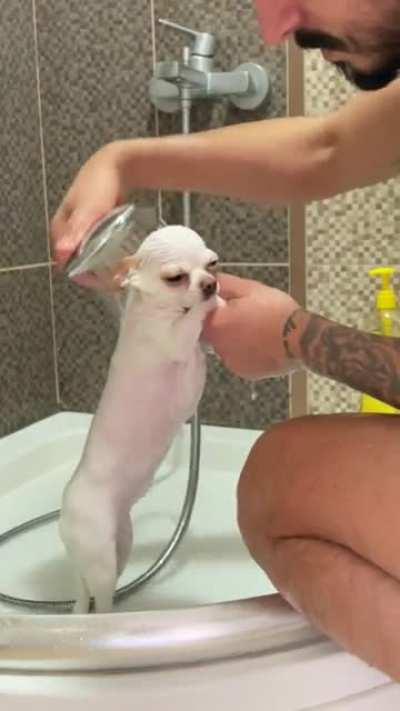 Getting the vibe of dad's favorite puppy