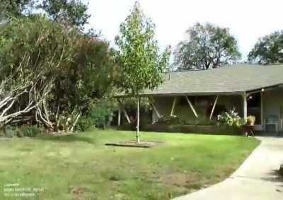 A 5 year timelapse of a tree growing