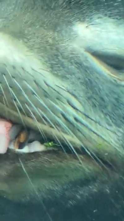 Everyone this is my new friend named Reginald, please say hello.