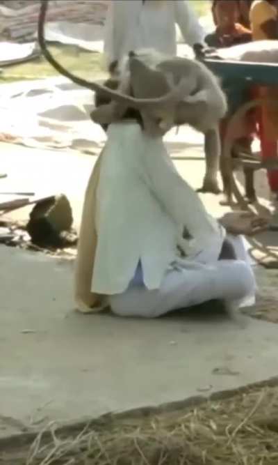 Don't play with monkeys.