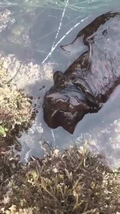 Can anyone tell wtf is this