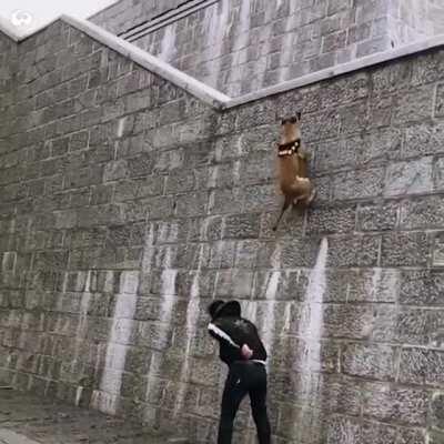 This Belgian Malinois, trained to climb walls!