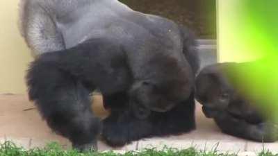 monke and caterpillar collab