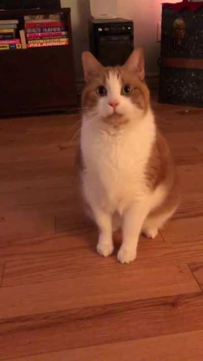 Mister Weez politely asking for a treat