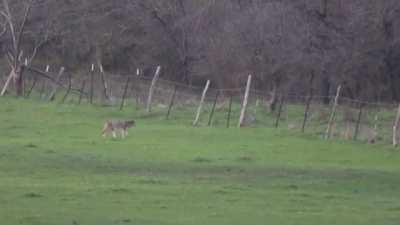 Is this just a large male coyote?