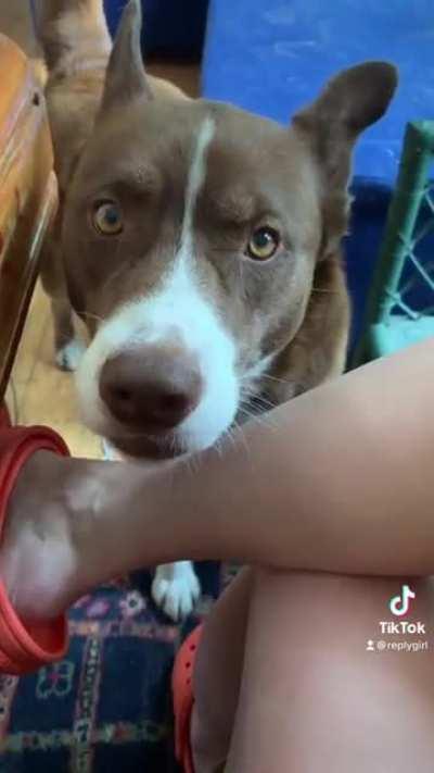 I recently found out my dog george is 50% siberian husky AFTER already making this tantrum compilation #pitsky