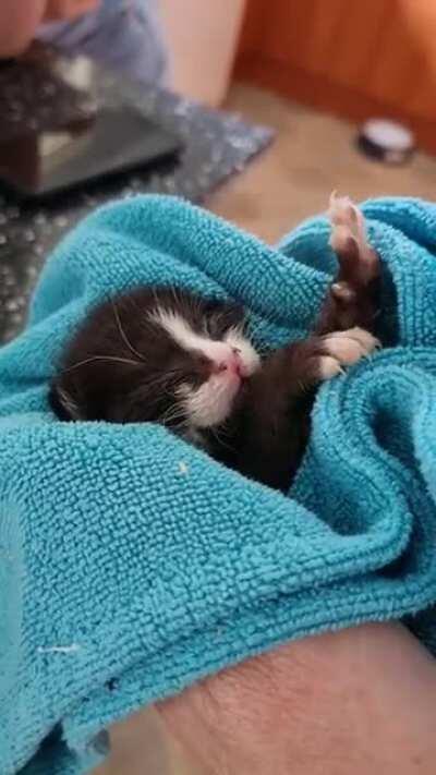 A very comfortable two week old kitten who just likes to knead.