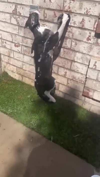 What's up with this cat?