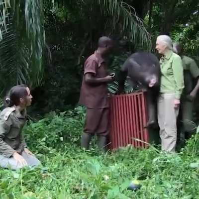 They take the rehabilitated chimpanzee, back into the wild, and he is incredibly thankful to them.