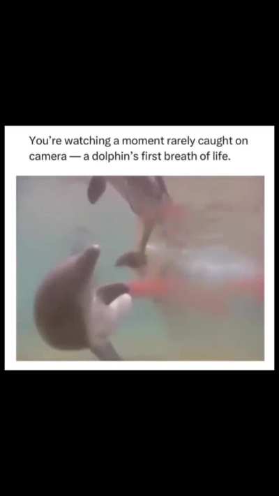 Dolphin's first breath of life..praise cameramen for their effort and skills underwater