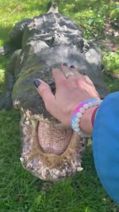 She visits her pet often, and this croc misses her too.