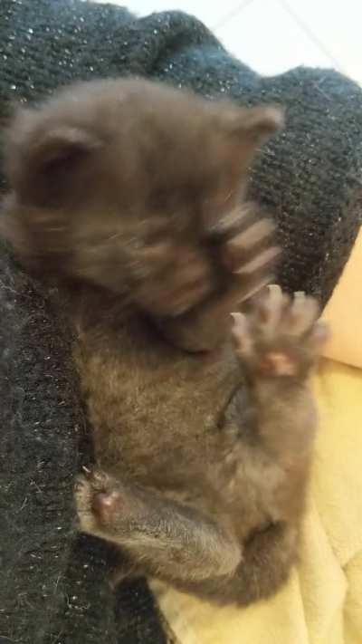 Look at that leg movement! Mettaton would be proud :3