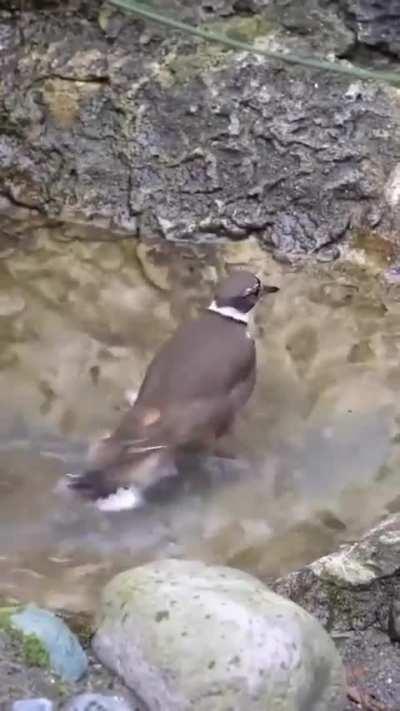 r/bichinhos também sabe fazer quadradinho 