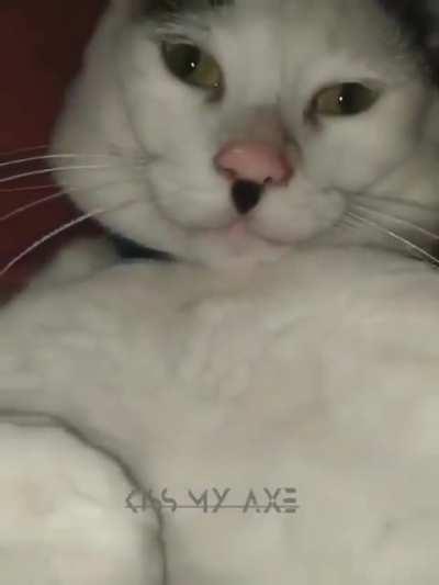 Croatian cat 😂🐈🐈💪😂🇭🇷💪😻