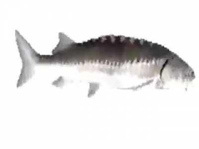 Gyros Fish is vibin to Pocoloco's Stand