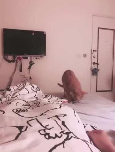 Cat tries to feed its human