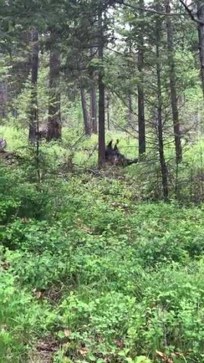 Turkeys taking their brawl into my yard