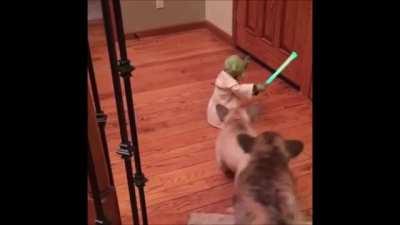 Yoda Vs Dogs