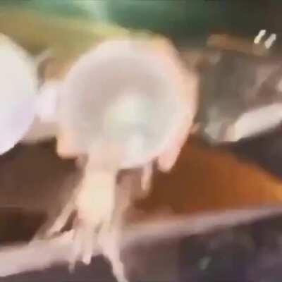 Надежды больше нет