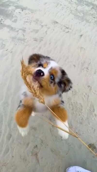 Tenacious pupper proves that the third time's the charm!