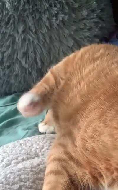 hes orange and stupid your honor