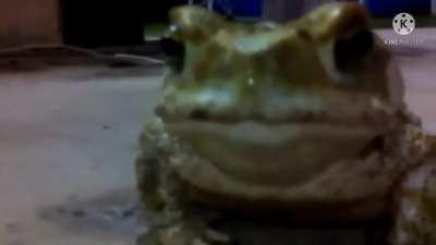 Video fofinho pro doa