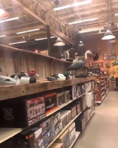 Derpy dog points at wood birds