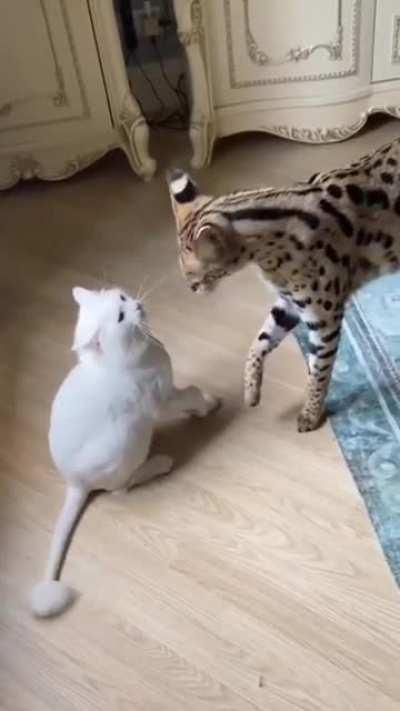 Sogga doesn't get misunderstood