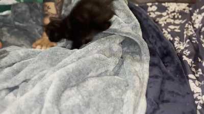 My kitten is becoming a daredevil , so I made him an action hero.