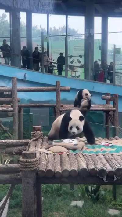 Feiyun: If you dont put that thing down Miaoyin istg🤬